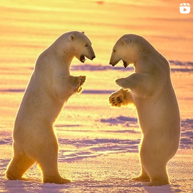 Polar Bears By National Geographic